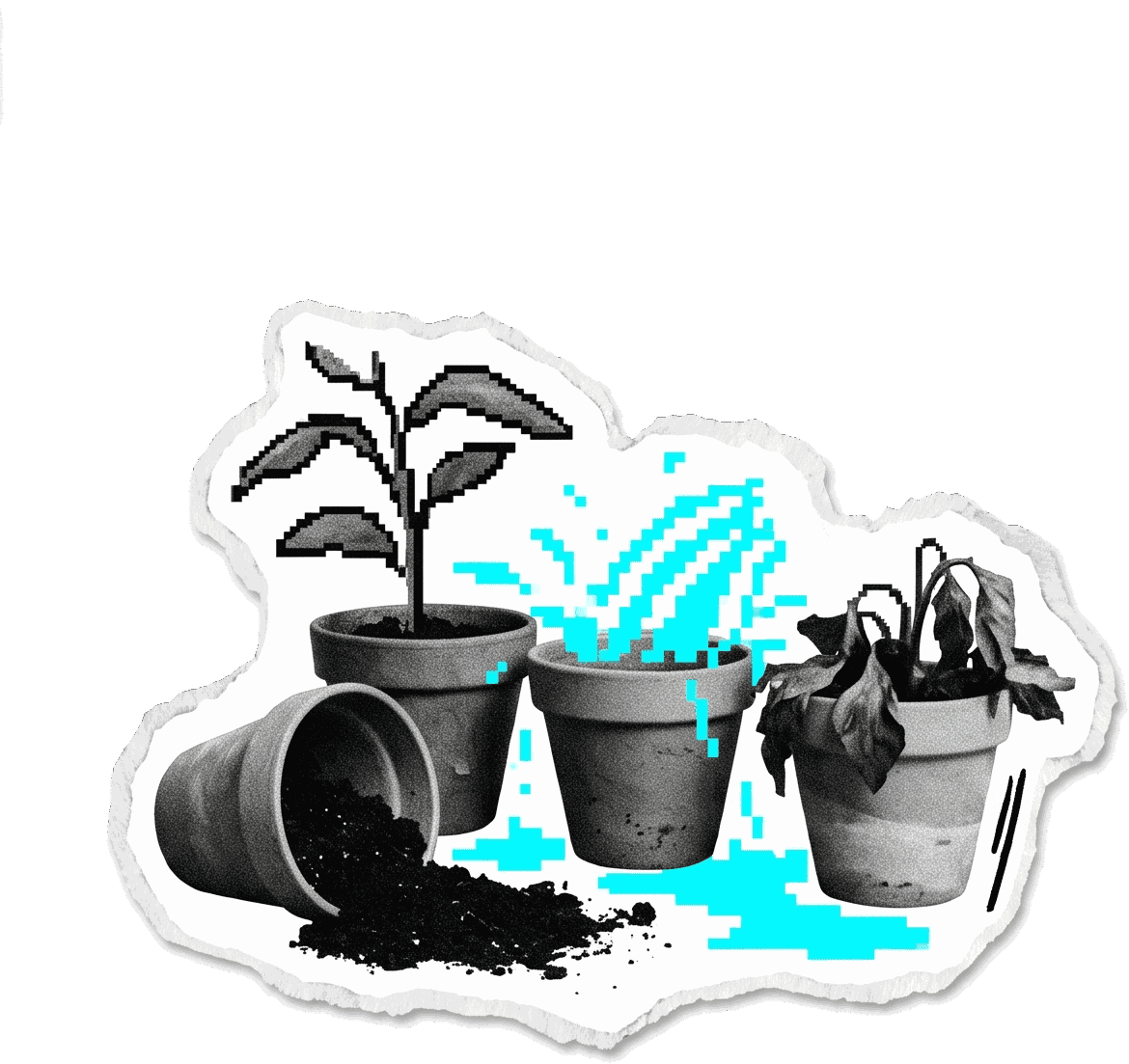 Trois pots dépareillés, un renversé, une plante fanée, l’eau répandue à côté